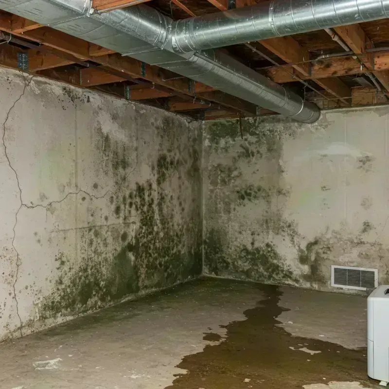 Professional Mold Removal in Shively, KY